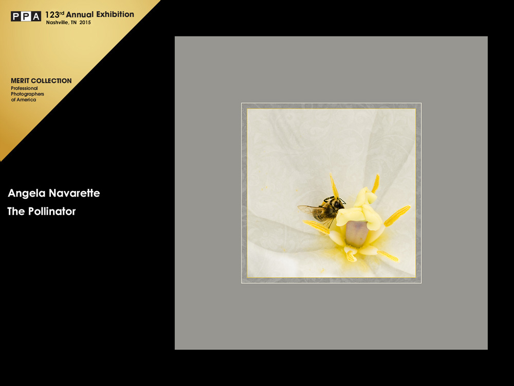 competition-artwork-plano-photographer-bee-pollinating-dallas-arboretum